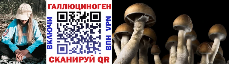 Псилоцибиновые грибы GOLDEN TEACHER  Купить  Пыть-Ях 